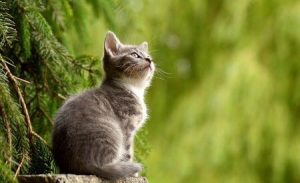Heartworm disease signs in cats