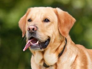 Heartworm disease signs in dogs