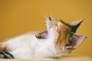 MyOwnVet Cat yawning